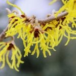 El hamamelis puede cultivarse en maceta