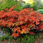 Vista de la planta de Hamamelis en otoño