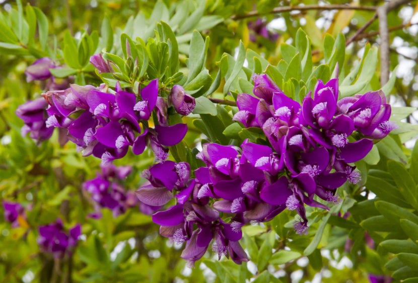 La Polygala es un arbolito muy interesante para tener en maceta