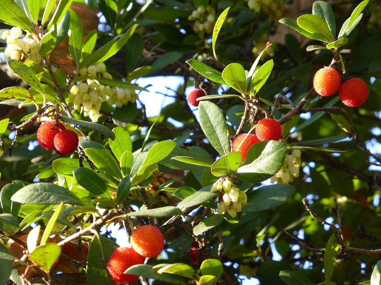 El madroño es un árbol perenne y pequeño