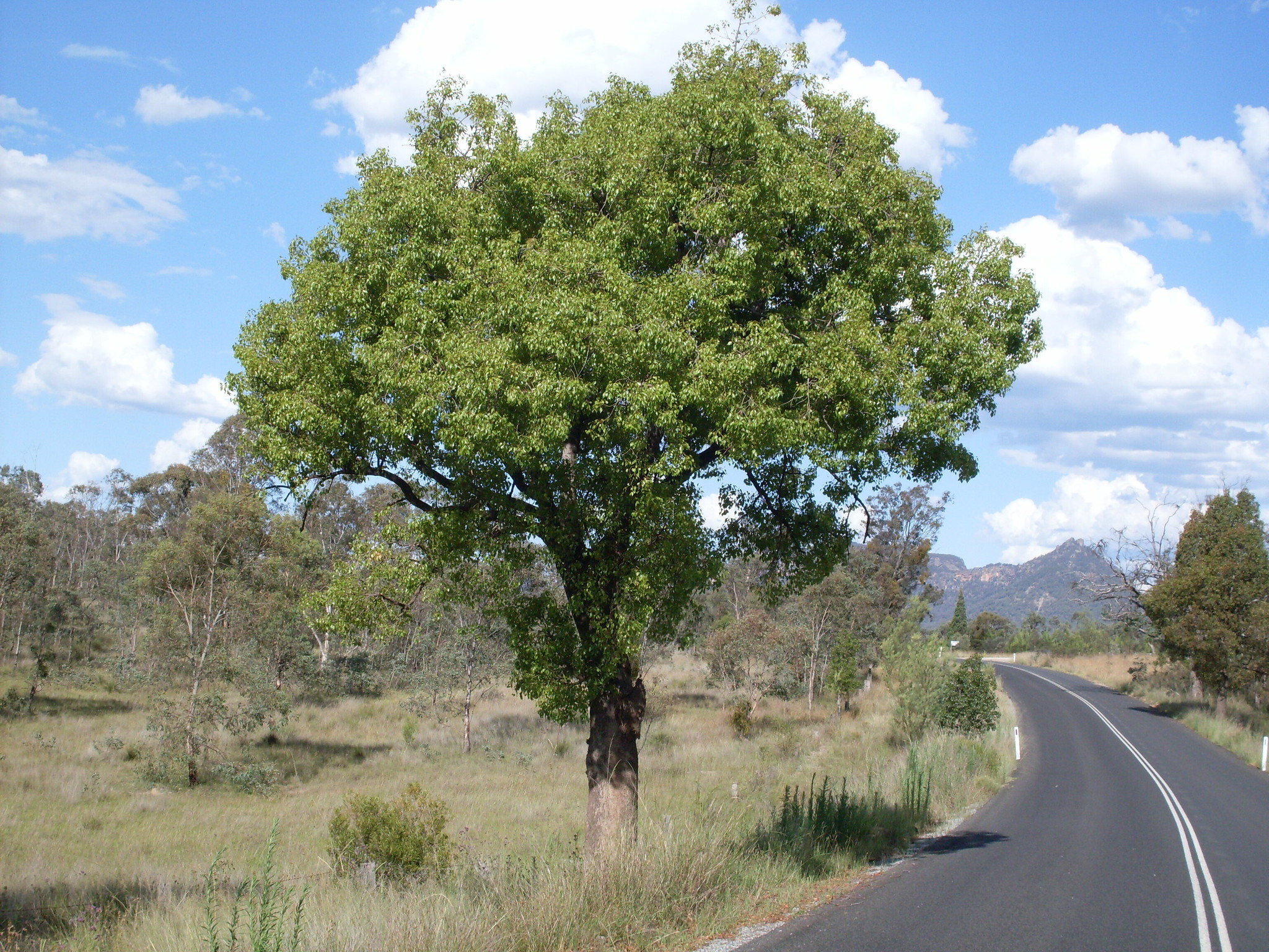 El Brachychiton populneus es un árbol perennifolio