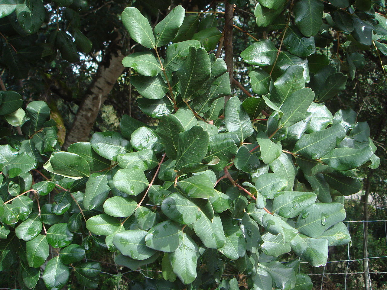 El algarrobo es un árbol perennifolio