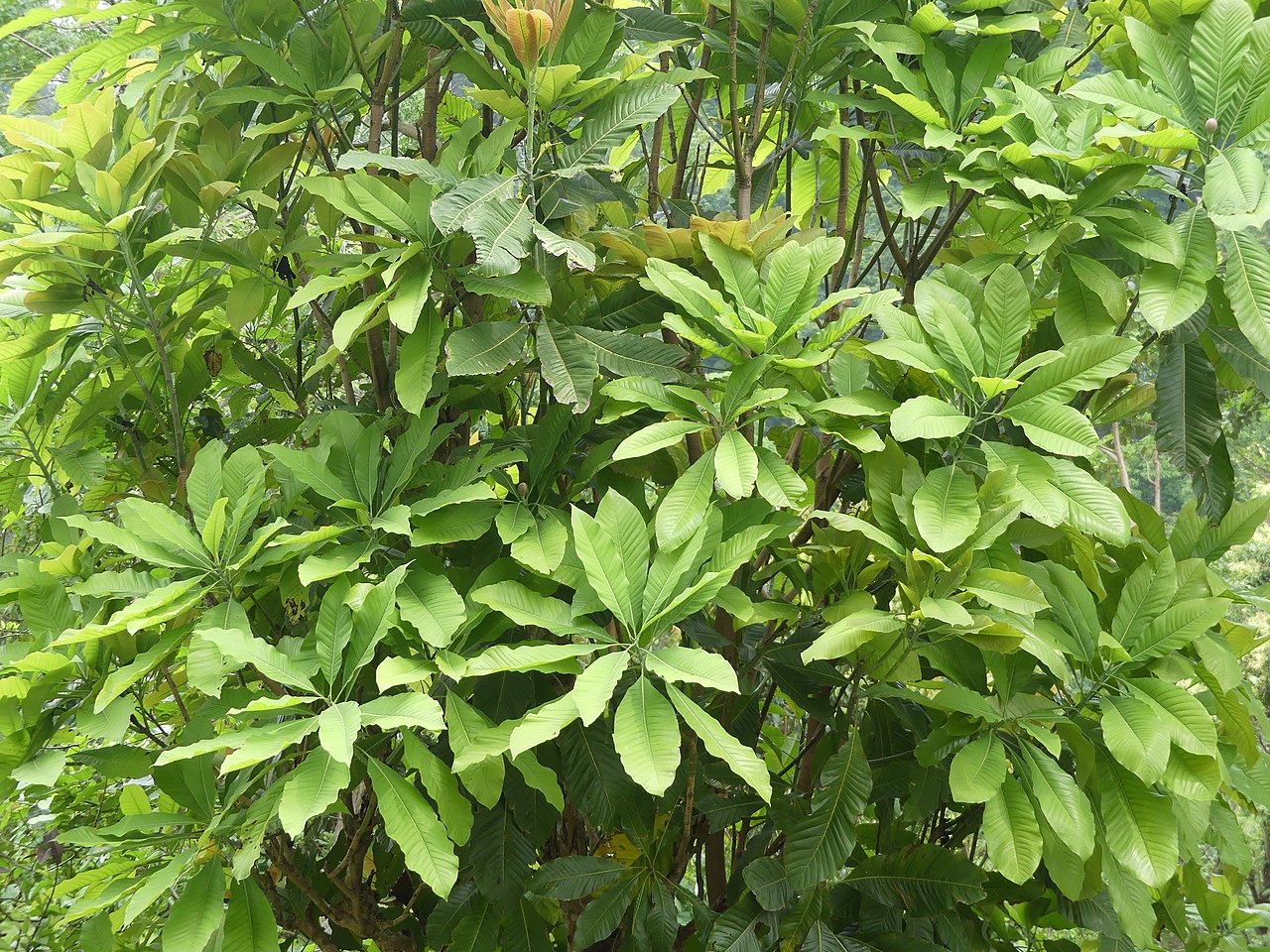 La Magnolia hodgsonii es un árbol pequeño