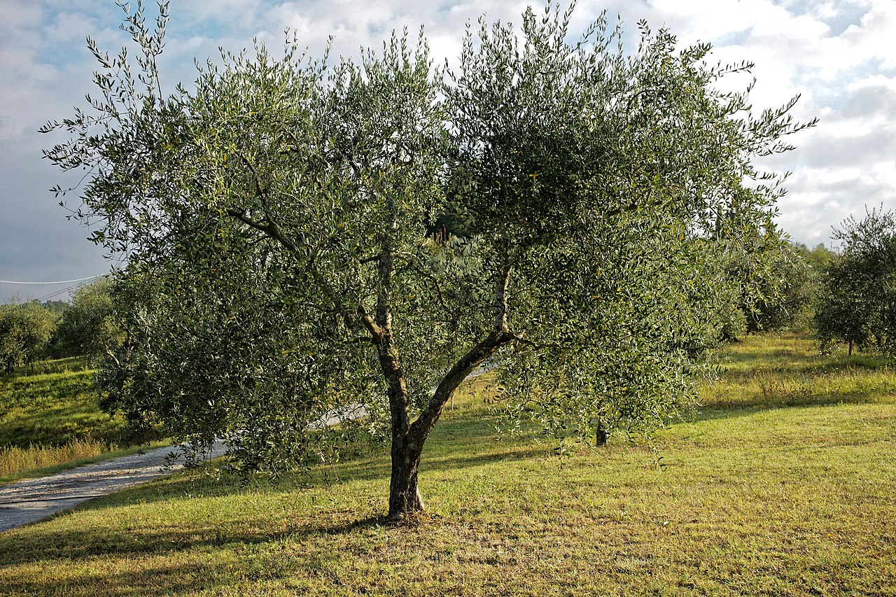 El olivo es un árbol perenne