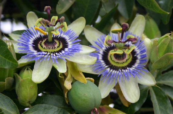 Árboles para jardines pequeños: especies que sí caben