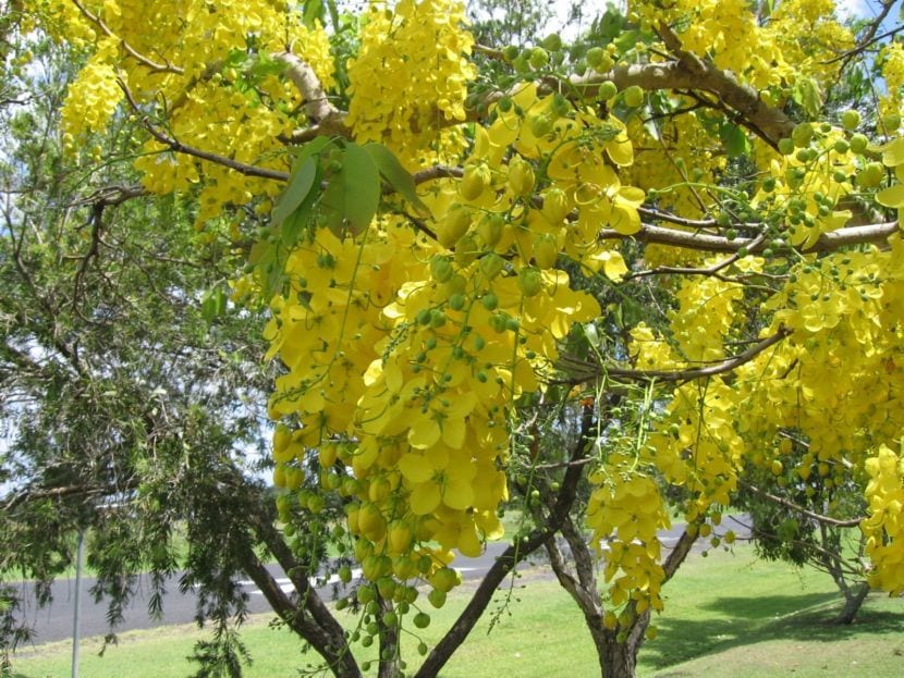 Cassia fistula en flor