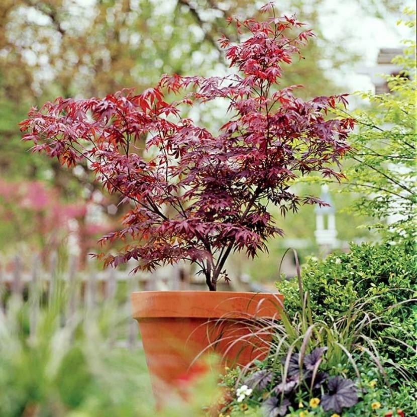 Acer palmatum en maceta