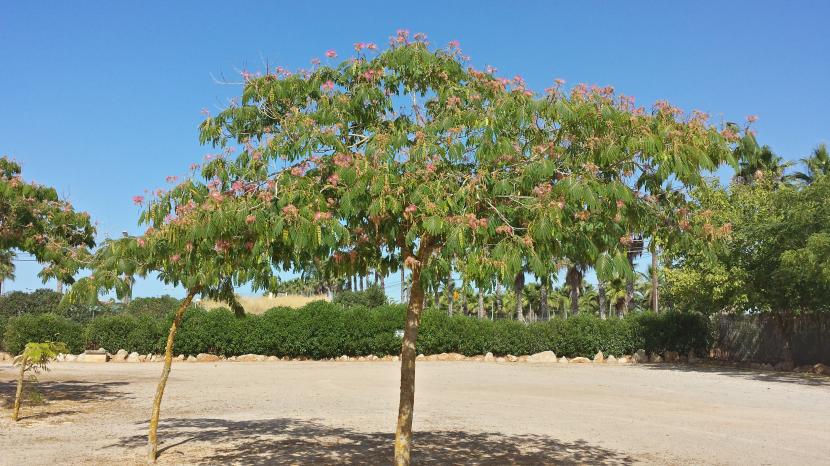 Árbol de Albizia julibrissin