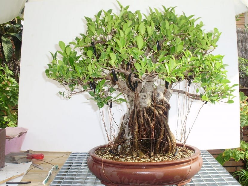 Bonsai