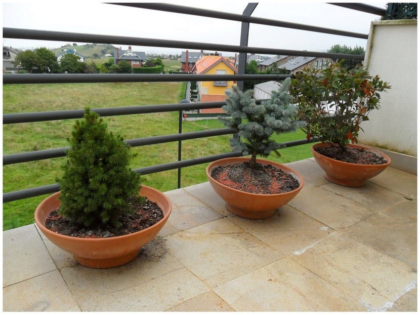 Árboles en maceta