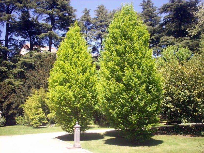 Árbol Carpe