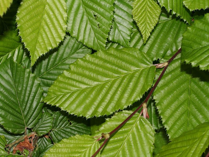 Carpinus Betulus