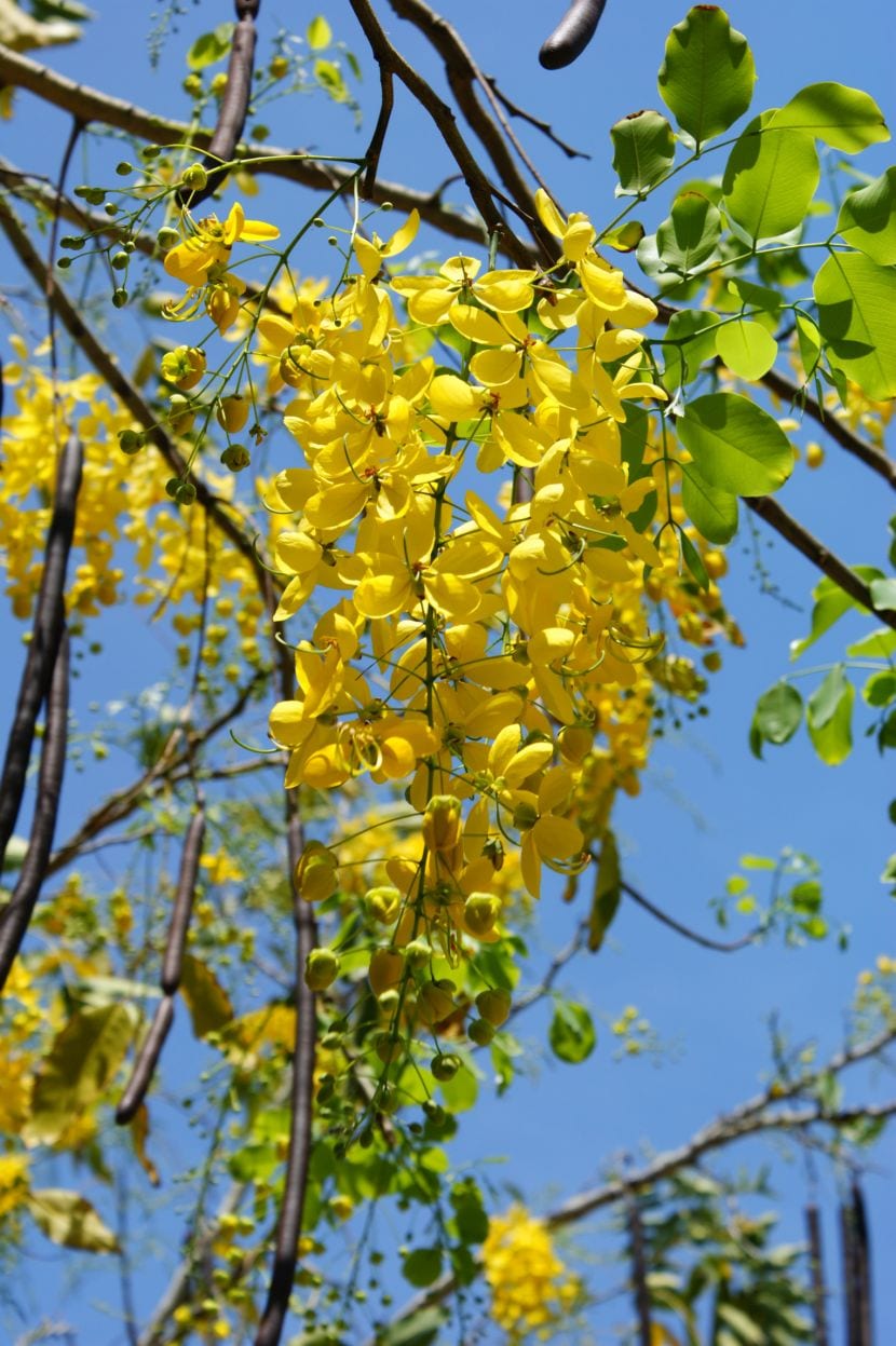 Lluvia de oro