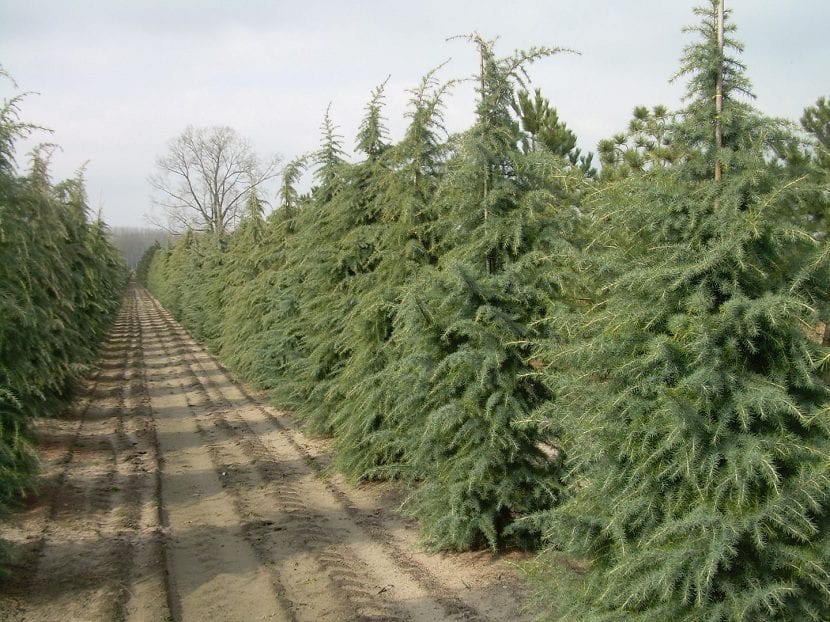 Plantaciones de Cedrus deodara