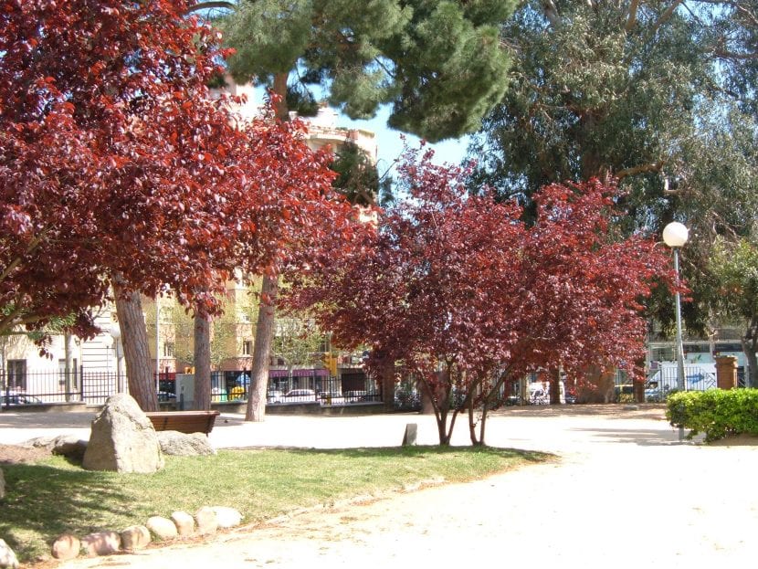 Ejemplares de Prunus cerasifera var. pisardii