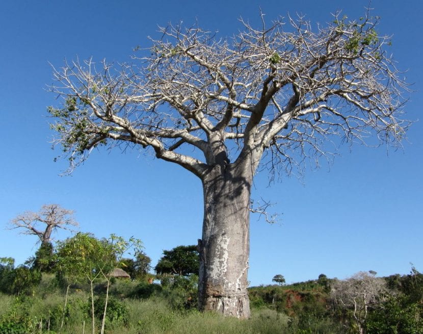 Ejemplar adulto de Baobab