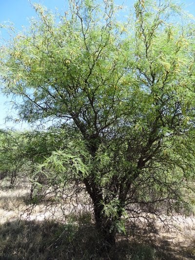 El Prosopis flexuosa es un árbol muy resistente a la sequía