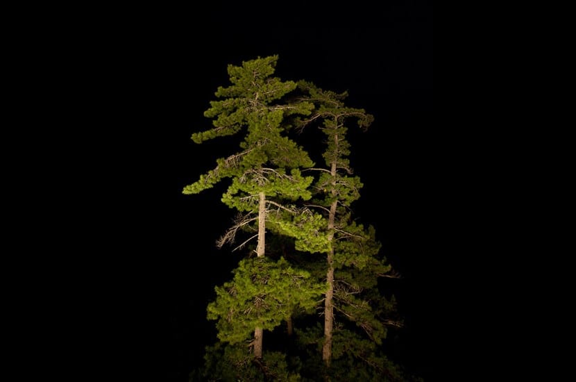 Árboles en la noche