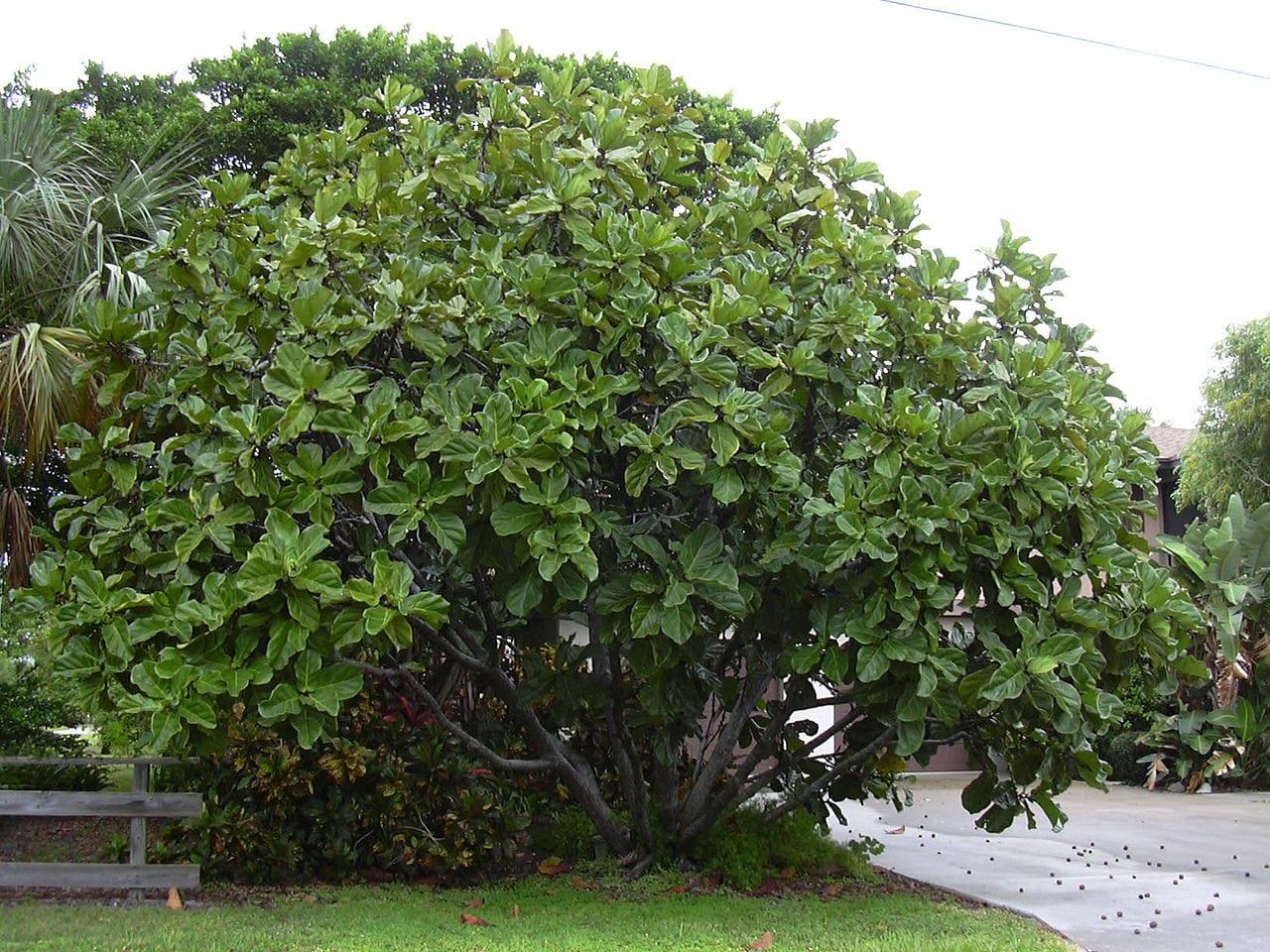 Ejemplar adulto de Ficus lyrata