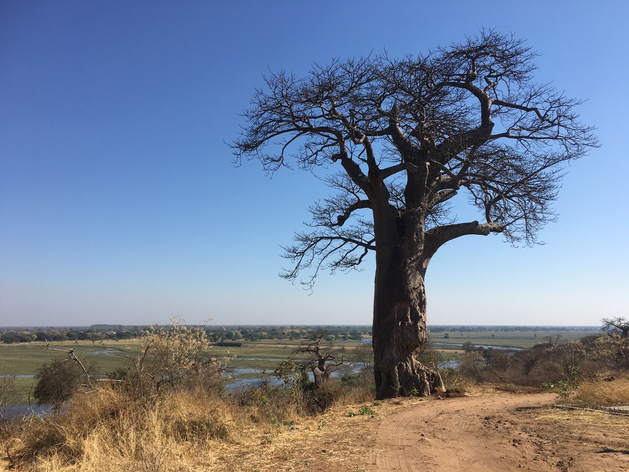 El baobab es un árbol de lento crecimiento