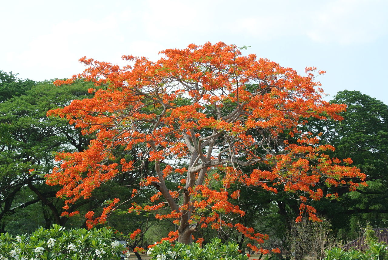 El Bombax ceiba es un árbol tropical