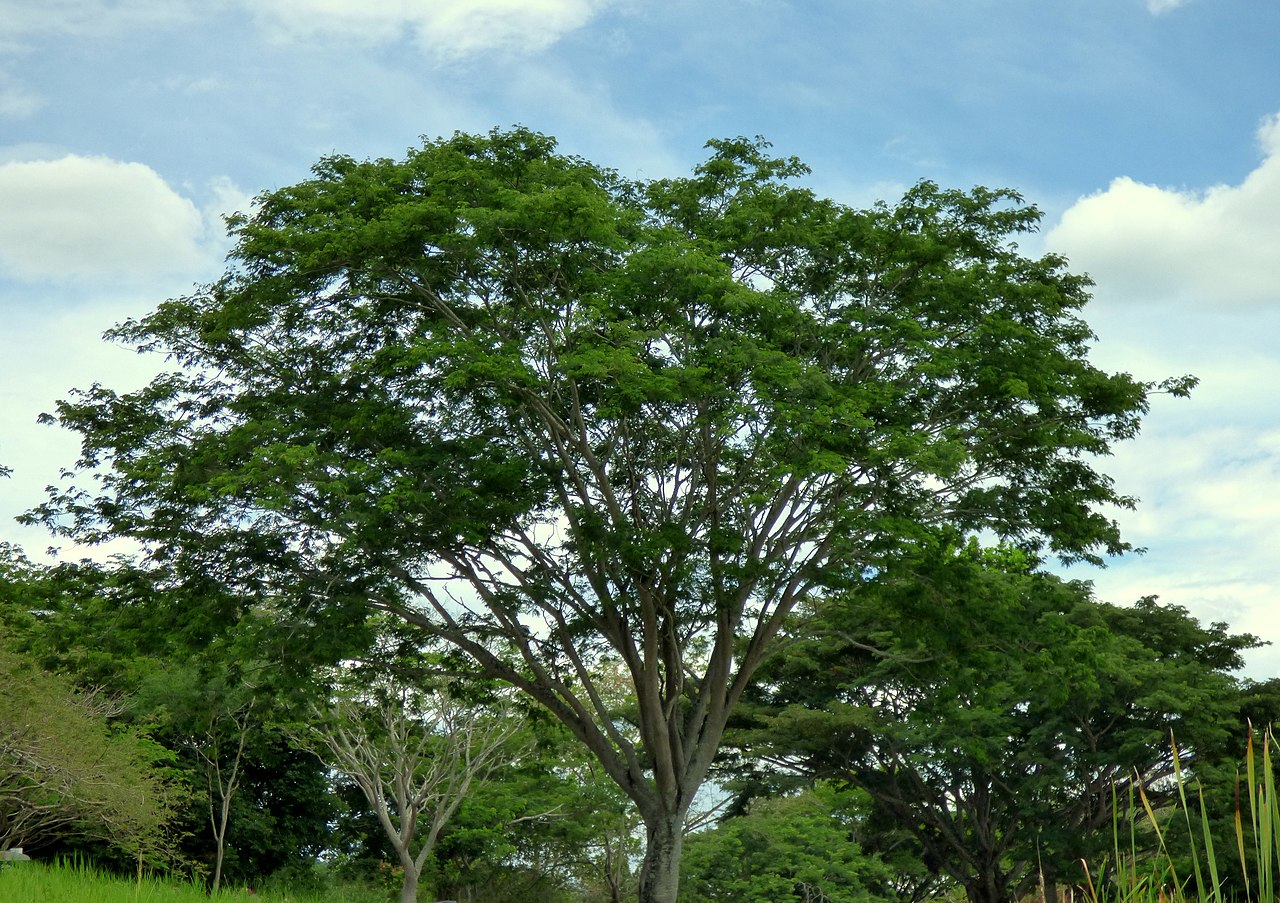 El Enterolobium es un árbol tropical con copa aparasolada
