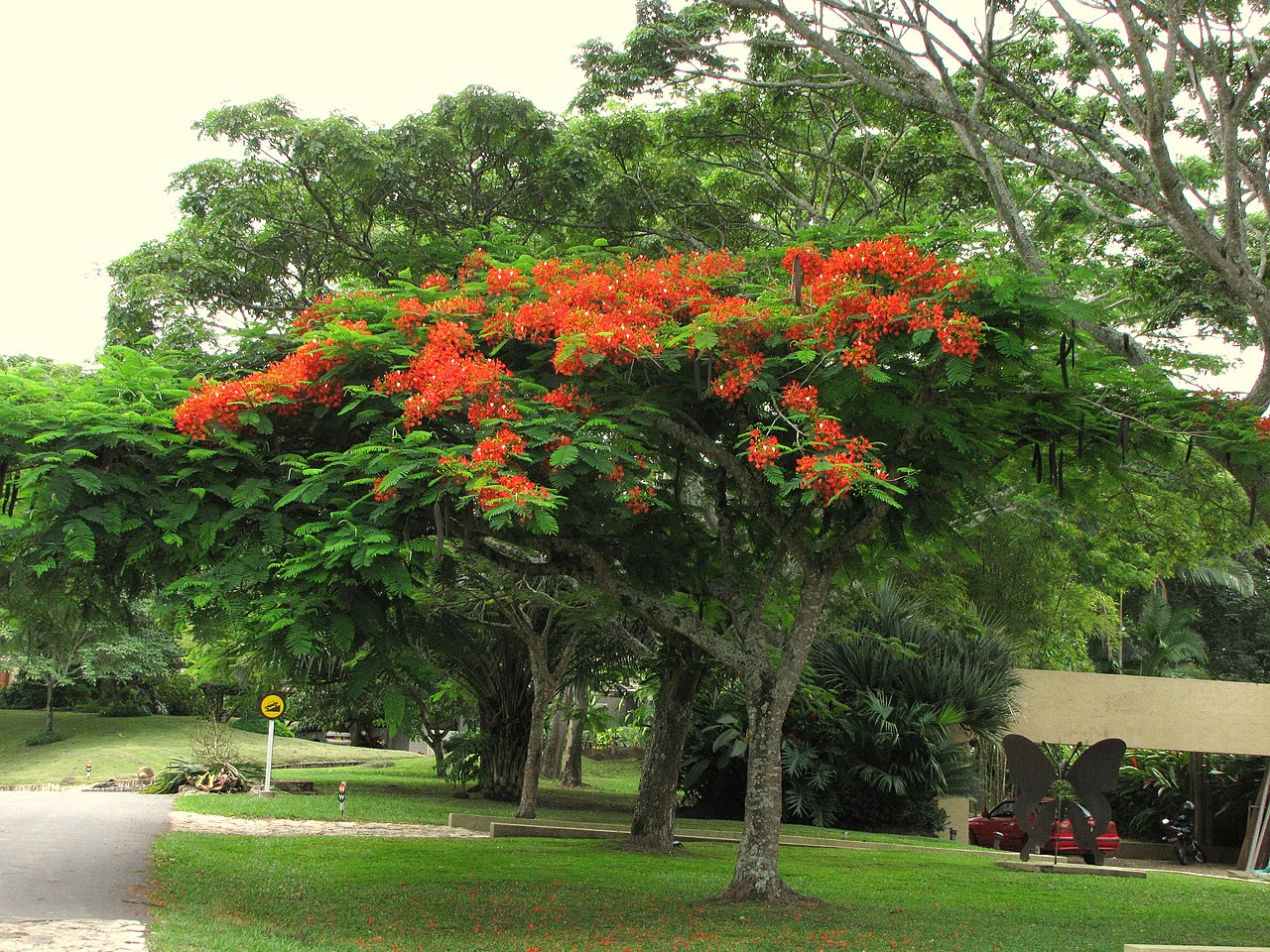 El flamboyan es un árbol caducifolio o perennifolio