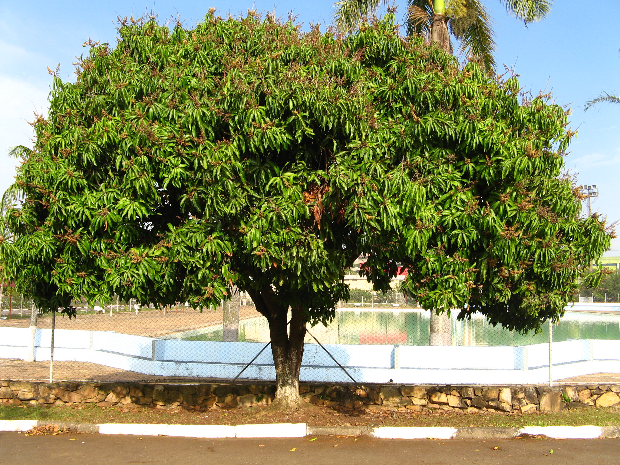 El mango es un árbol tropical grande