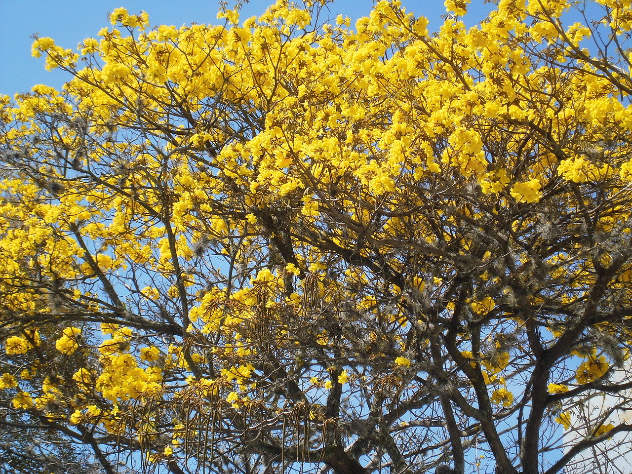 Vista del árbol tropical Tabebuia chrysantha