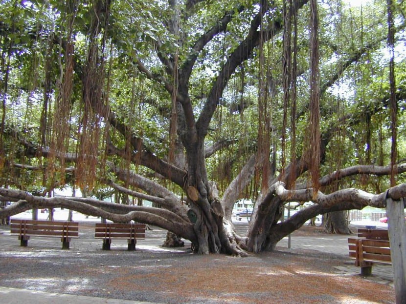 Ficus benghalensis en hábitat