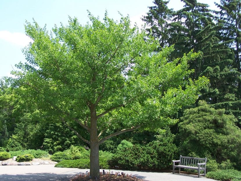 Árbol de Ginkgo biloba