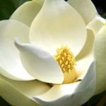 Flor de Magnolia grandiflora