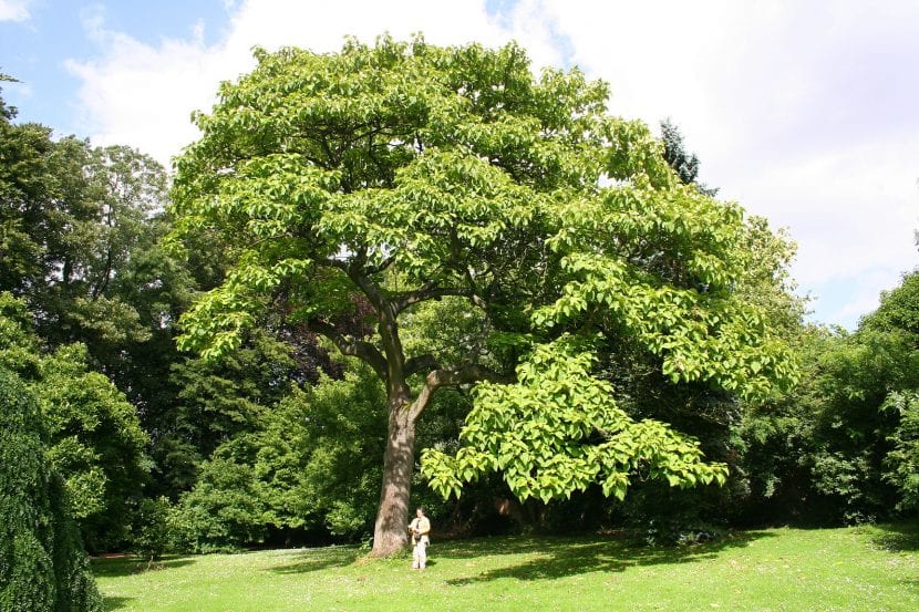 Árbol de Pawlonia tomentosa