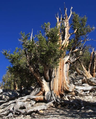 Ejemplar de Pinus longaeva