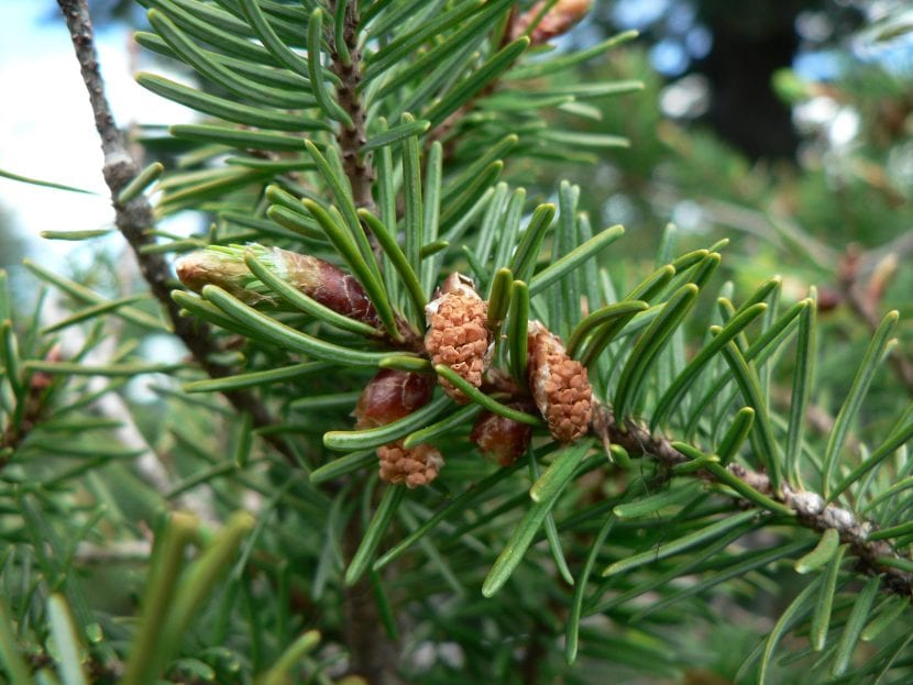 Hojas y frutos de Pseudotsuga menziesii
