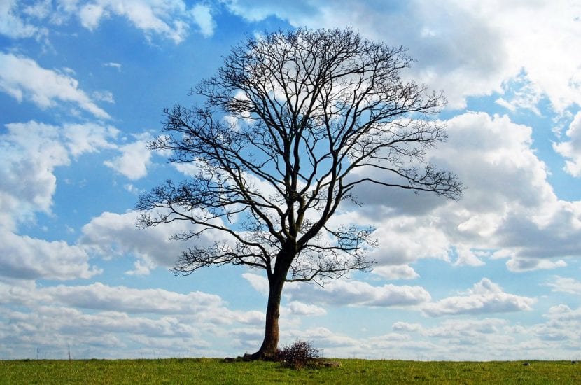 Árbol sin hojas en invierno