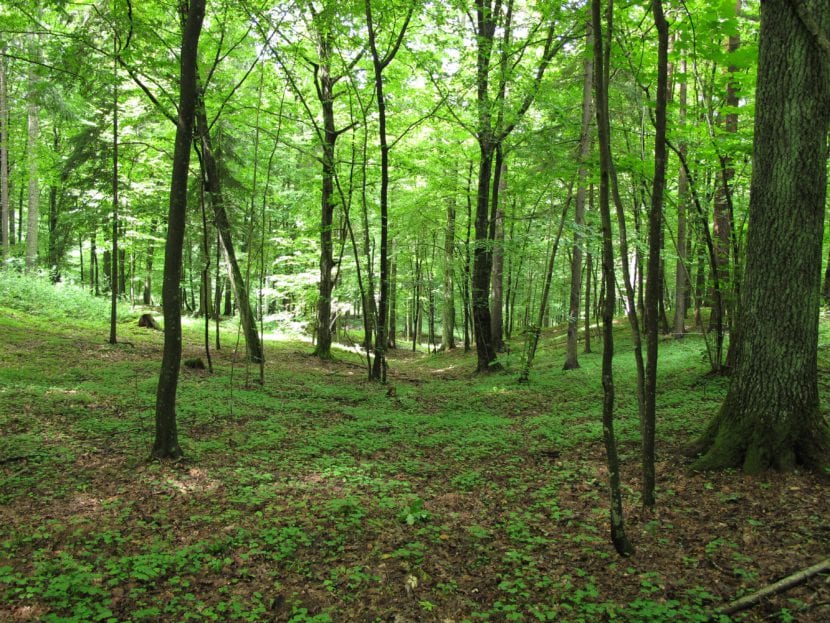 Bosque de árboles caducifolios