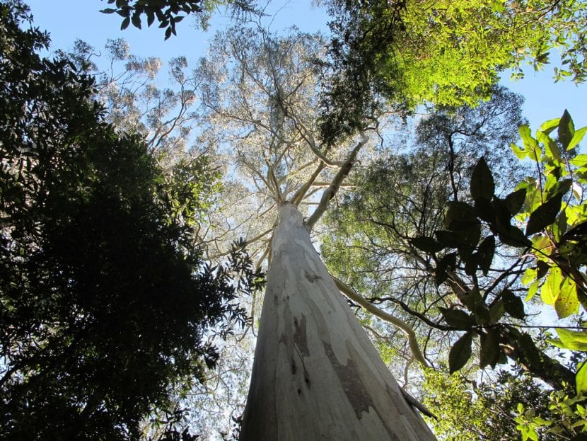 Bosque de Eucalyptus regnans