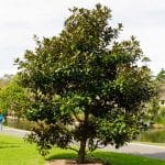 Precioso ejemplar de Magnolia grandiflora