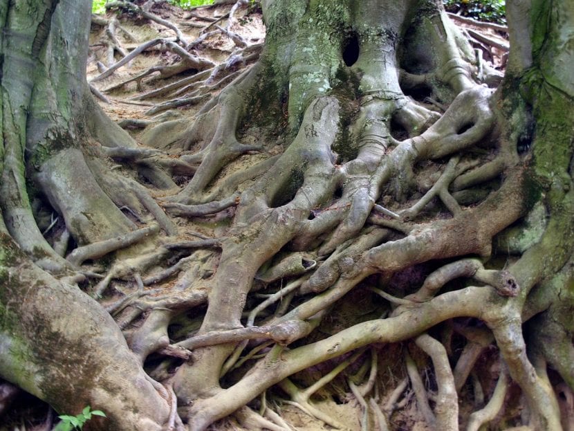 Raíces de los árboles