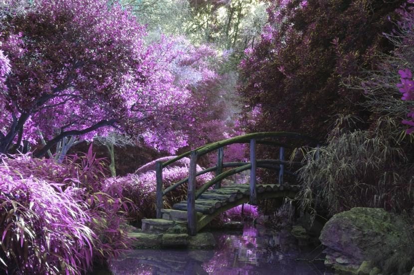 Rincón de árboles en un jardín