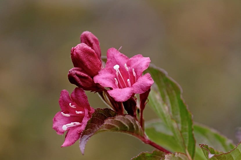 flor de jardin color rosa