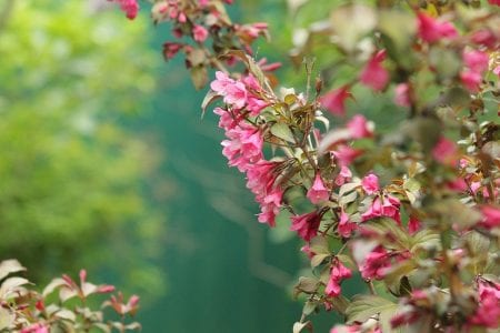 Rama de weigela cubierta de flores tubulares rosas