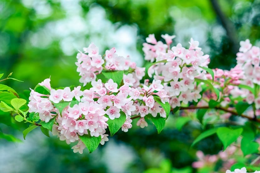 rama llena de pequenas flores de color rosa