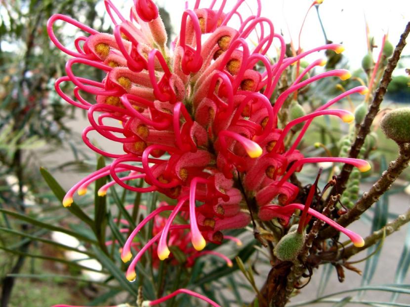 Grevillea banksii