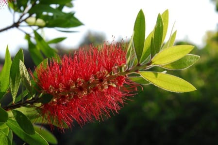Inflorescencias rojas de Callistemon citrinus