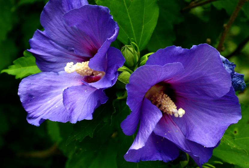 Hibiscus