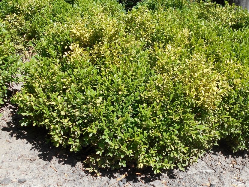 Boj de hoja pequeña