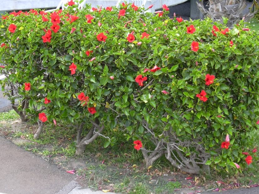 Hibiscus rosa sinensis o rosa de China, un arbusto de jardín