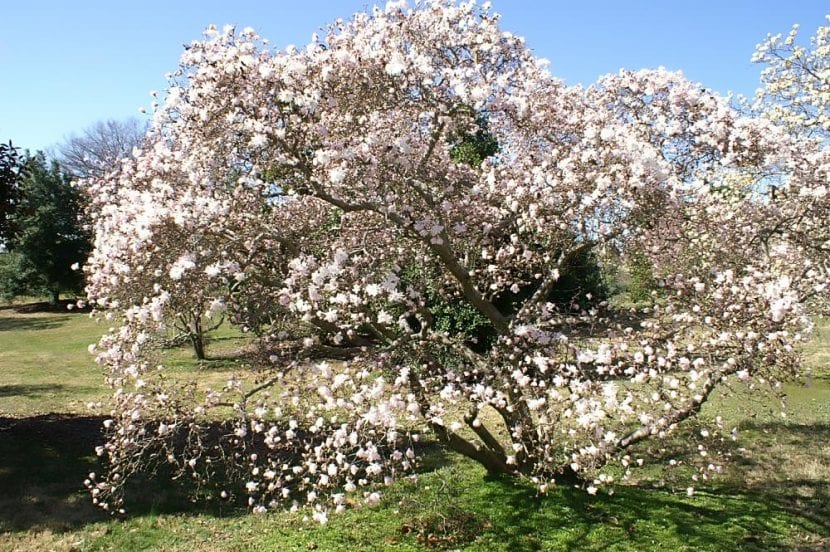 Magnolia stellata o magnolia estrellada